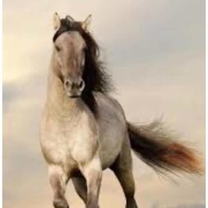 Meet your Posher, Ngọ